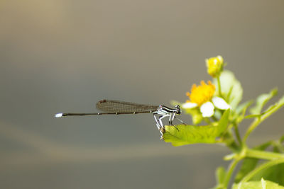 Close-up of insect on plant