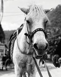 Close-up of a horse