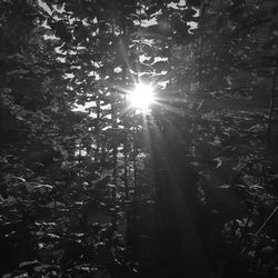 Sun shining through trees