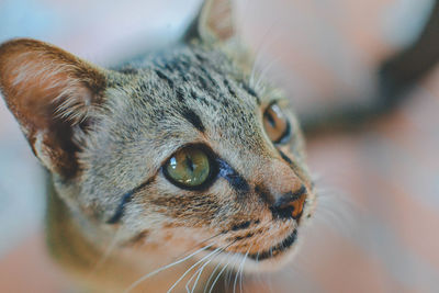 Close-up of a cat looking away