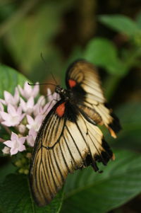 Close-up of butterfly pollinating on flower