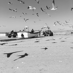 Flock of birds flying over sea