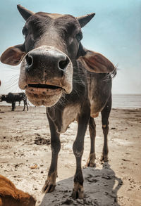 Portrait of horse standing on beach