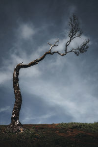 Low angle view of tree against sky