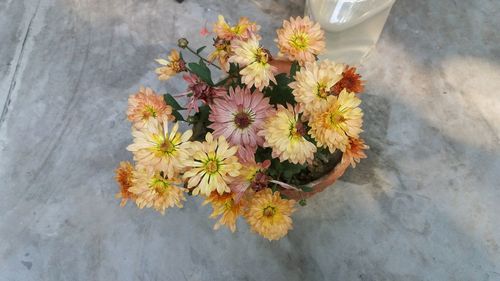 High angle view of flowers blooming outdoors