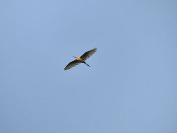 Low angle view of seagull flying in sky