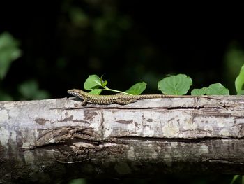 Close-up of lizard on tree