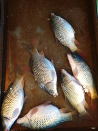 High angle view of fishes in fish tank