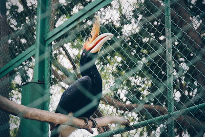 Bird perching on chainlink fence in zoo