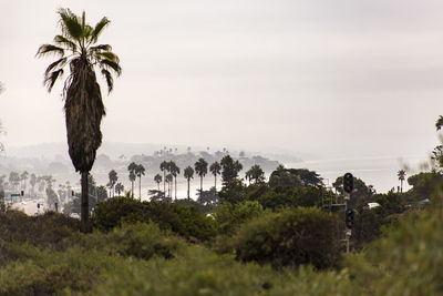 Palm trees against sky at beach