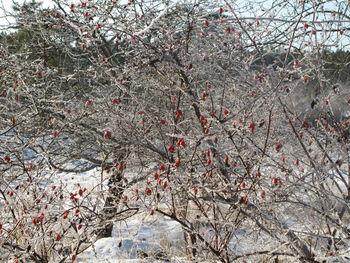 Low angle view of frozen cherry tree