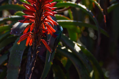 Close-up of red leaf on plant