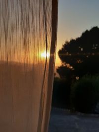 Close-up of plant on land against sunset sky