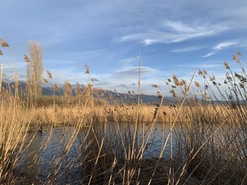 Scenic view of lake against sky