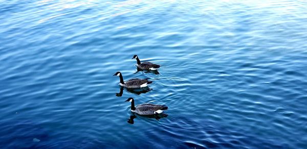 High angle view of seagulls swimming in lake