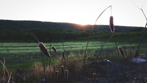 Close-up of fresh green plants on field against sky