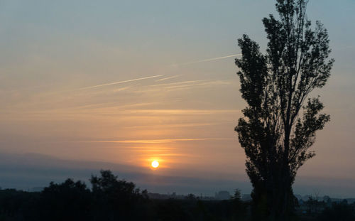 Silhouette trees against sky during sunset