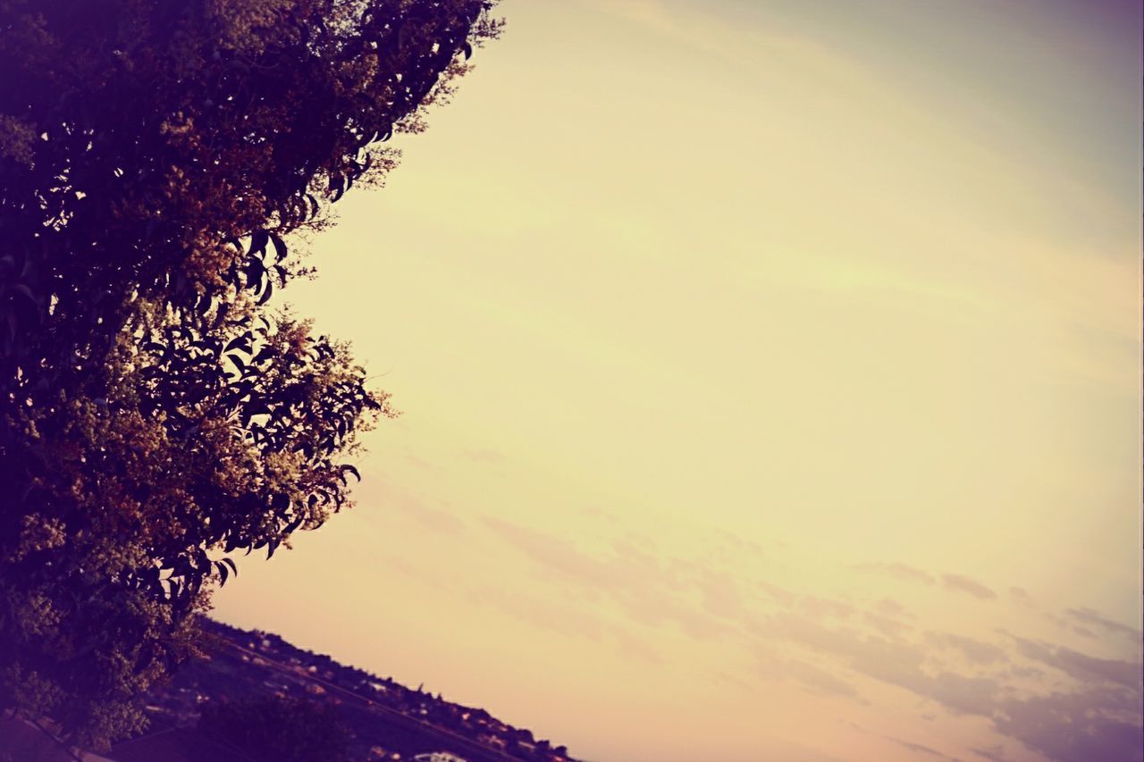 low angle view, tree, sky, silhouette, beauty in nature, tranquility, nature, scenics, sunset, tranquil scene, branch, growth, cloud - sky, outdoors, no people, idyllic, cloud, dusk, high section, sunlight