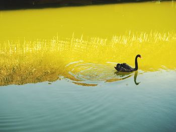 Duck swimming in lake