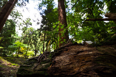 Low angle view of trees growing in forest