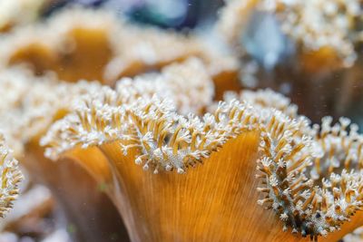 Close-up of frozen plant