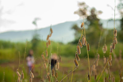 Close-up of plants growing on field