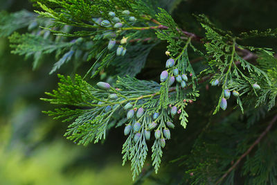 Close-up of pine tree leaves