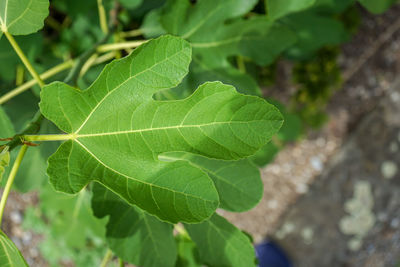 Close-up of green leaves