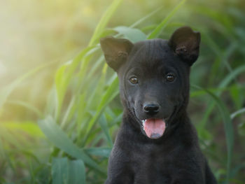 Portrait of black dog
