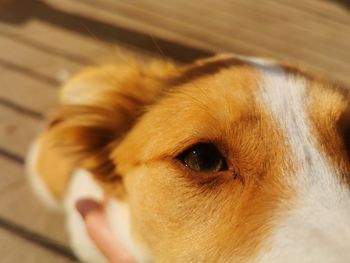 Close-up of dog looking away