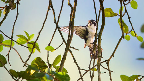 Low angle view of bird perching on branch against sky