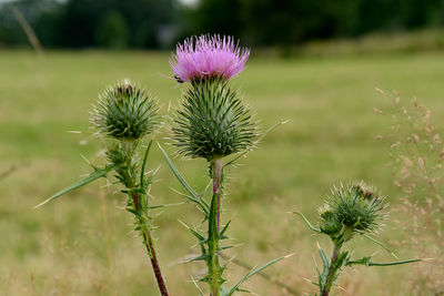 Close-up of thistle flowers on field