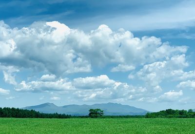 Scenic view of field against sky