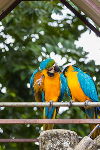 Low angle view of parrot perching on branch