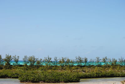 Scenic view of trees against clear blue sky