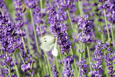 Close-up cabbage white pollinating on lavender flowering plant in summer