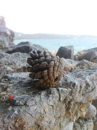 Close-up of pine cone on rock