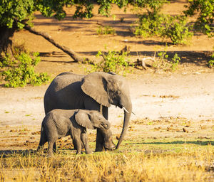 Elephants on field