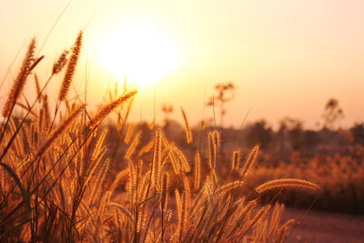 Close-up of wheat field against sky at sunset