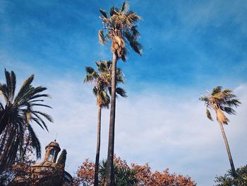 Low angle view of coconut palm trees against blue sky