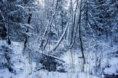 River stream amidst snow in forest