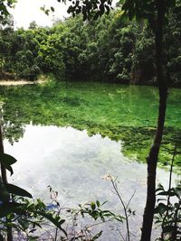 Scenic view of lake in forest