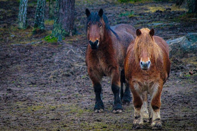 Horses standing in a field