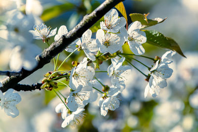 Close-up of cherry blossoms in spring