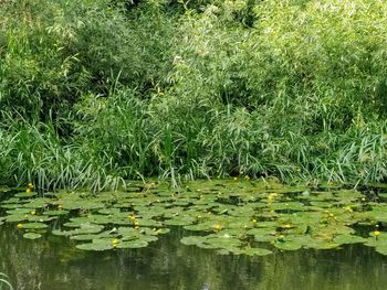 Water lily in lake