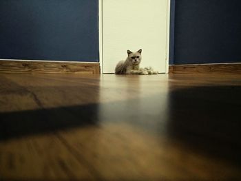 Portrait of cat sitting on hardwood floor