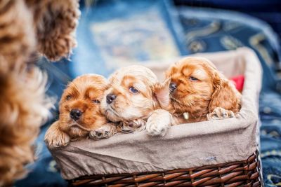 Puppy relaxing in a dog looking away