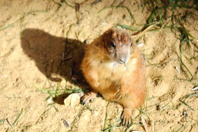 A cute and brown rodent standing