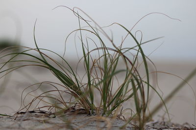 Close-up of grass on beach against sky