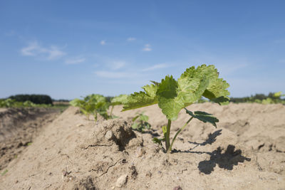 Close-up of plants on sand against sky